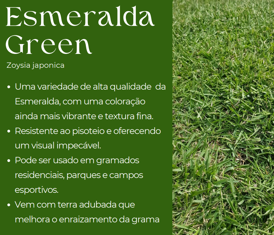 Grama Esmeralda Comum ou Green: Qual a Diferença?
