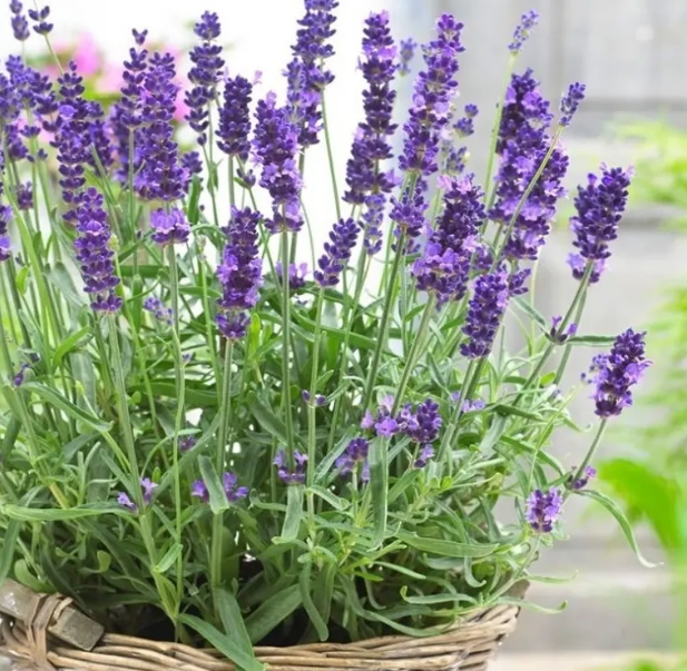 Lavanda
