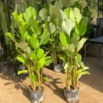 HV JARDINAGEM - MARANTA CHARUNTO