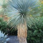 HV - YUCCA ROSTRATA