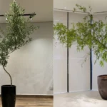 hv jardinagem - bambu-mosso-mosaico