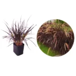 hvjardinagem - capim do texas